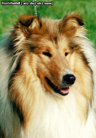 Langhaarcollie Hunde Foto 24258 in höherer Auflösung ansehen Langhaarcollie Collies vom Schloß Elkofen