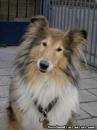 Langhaarcollie Hunde Foto 16901 Langhaarcollie Welcome!