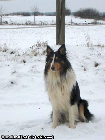 Langhaarcollie Hunde Foto 9221 Langhaarcollie Tricolour Collierüde Ajax