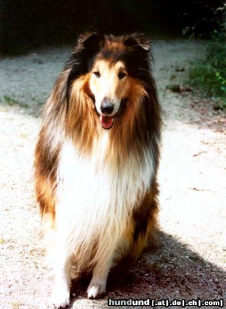 Langhaarcollie Gespannte Aufmerksamkeit