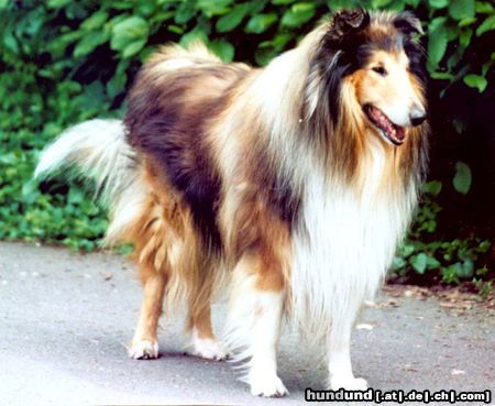 Langhaarcollie Hunde Foto 11484 Langhaarcollie Mein Lieblingsbild von Andy