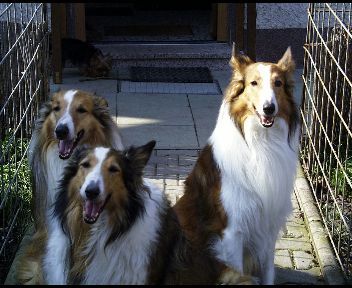 Langhaarcollie Karlchen mit Mama Asta und Bruder Akeem