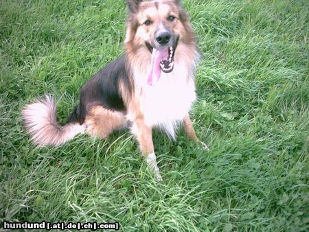 Langhaarcollie Hunde Foto 19589 in höherer Auflösung ansehen Langhaarcollie das ist Basko, mein collie-schäferhund mischling nachdem ich std. lang mit ihm getobt habe