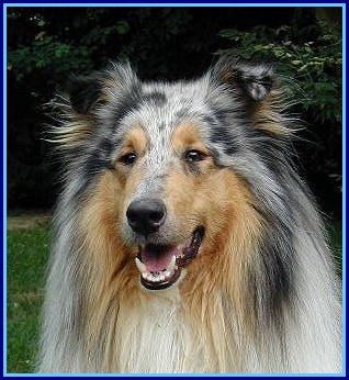 Langhaarcollie Hunde Foto 2237 Langhaarcollie Collierüde blue merle