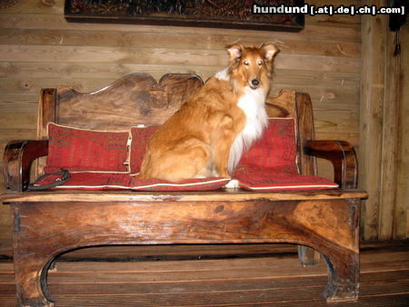 Langhaarcollie Hunde Foto 46058 Langhaarcollie Bessy (11 Jahre alt)