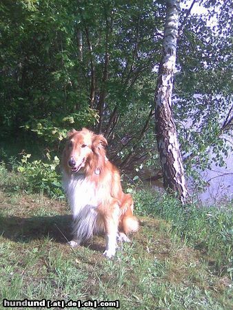 Langhaarcollie Basy vom Colliehof Family (amerk. Line Collie)