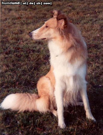Langhaarcollie Bessy