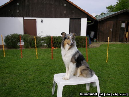 Langhaarcollie Ein American Collie in blue-merle