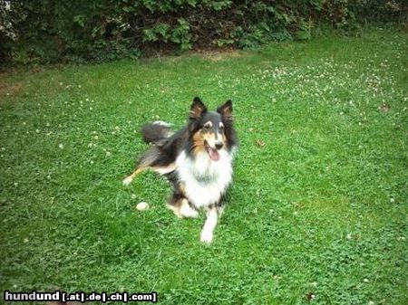 Langhaarcollie Hunde Foto 13395 Langhaarcollie Britta / Amerikanischer Collie