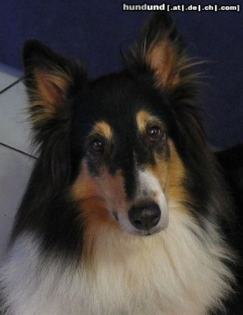 Langhaarcollie Hunde Foto 13463 Langhaarcollie Porträt von Britta