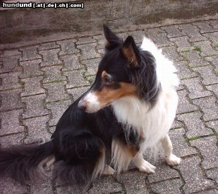 Langhaarcollie Hunde Foto 13396 Langhaarcollie Britta vom Wasserschloss / Amerikanischer Collie