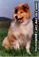 Langhaarcollie Hunde Foto 24259 Langhaarcollie Collies vom Schloß Elkofen