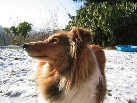 Langhaarcollie Hunde Foto 29525 Langhaarcollie Ein Voooogel!!!