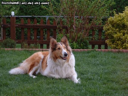 Langhaarcollie Hunde Foto 9408 Langhaarcollie