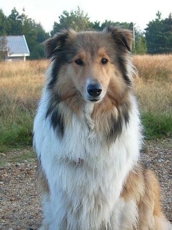 Langhaarcollie Hunde Foto 38366 in höherer Auflösung ansehen Langhaarcollie Cheyenne in Dänemark