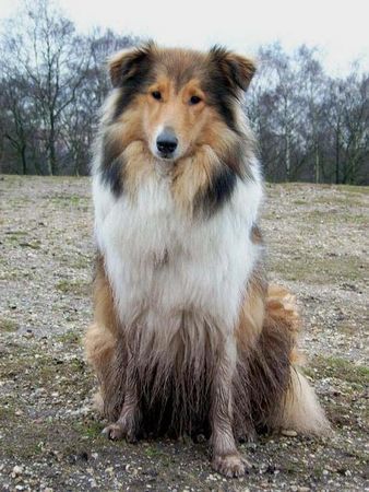 Langhaarcollie Hunde Foto 38367 in höherer Auflösung ansehen Langhaarcollie Es gibt auch dreckige Collies :P