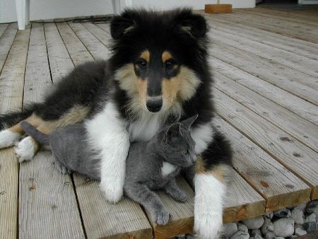Langhaarcollie Hunde Foto 33956 in höherer Auflösung ansehen Langhaarcollie Alex u.Fritz