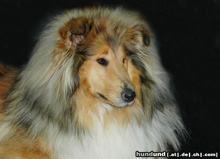 Langhaarcollie Hunde Foto 20445 in höherer Auflösung ansehen Langhaarcollie CACIB Erfurt 2005