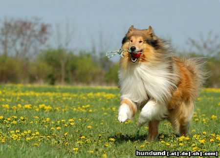 Langhaarcollie Hunde Foto 23626 in höherer Auflösung ansehen Langhaarcollie Digger