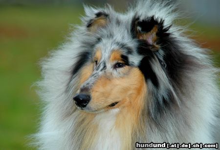 Langhaarcollie Blue merle Collie