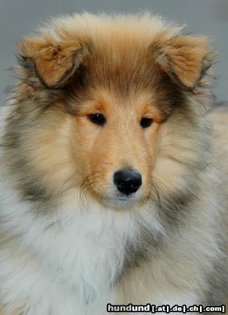 Langhaarcollie Hunde Foto 17911 in höherer Auflösung ansehen Langhaarcollie 3 Monate alter Welpe