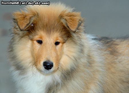 Langhaarcollie Hunde Foto 17912 in höherer Auflösung ansehen Langhaarcollie 3 Monate alter Welpe