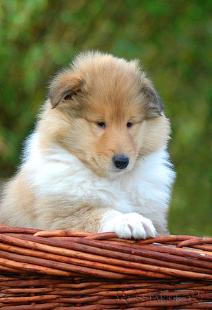 Langhaarcollie Hunde Foto 36448 in höherer Auflösung ansehen Langhaarcollie 7 Wochen alt