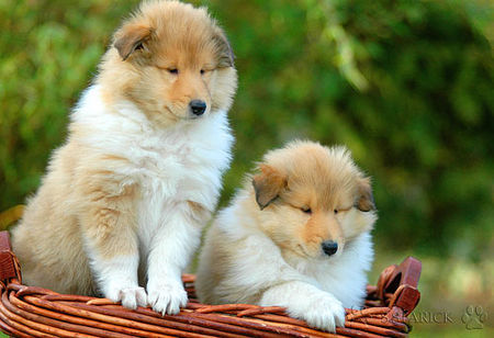 Langhaarcollie Hunde Foto 36446 in höherer Auflösung ansehen Langhaarcollie 7 Wochen alte Welpen \