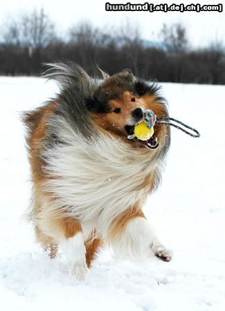 Langhaarcollie Hunde Foto 20460 in höherer Auflösung ansehen Langhaarcollie auf dem Hundeplatz