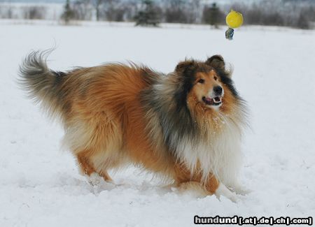 Langhaarcollie Hunde Foto 20462 in höherer Auflösung ansehen Langhaarcollie auf dem Hundeplatz