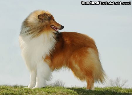 Langhaarcollie Hunde Foto 20463 in höherer Auflösung ansehen Langhaarcollie CACIB Erfurt