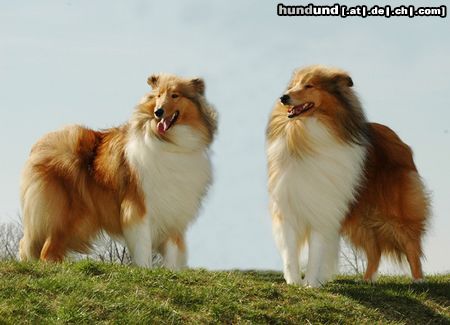 Langhaarcollie Hunde Foto 20464 in höherer Auflösung ansehen Langhaarcollie CACIB Erfurt