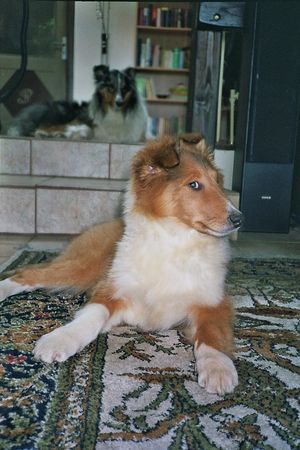 Langhaarcollie Camillo