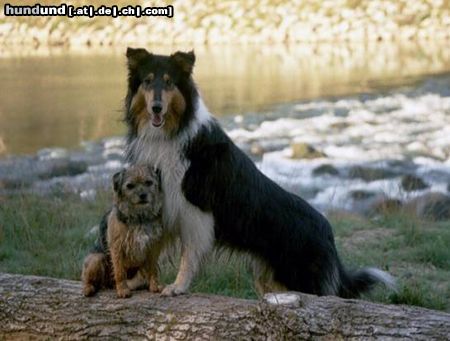 Langhaarcollie Cassidy und Gizmo