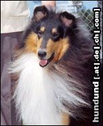 Langhaarcollie Das ist Helga