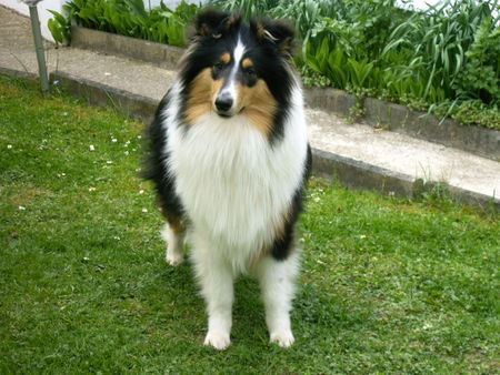 Langhaarcollie Hunde Foto 33194 in höherer Auflösung ansehen Langhaarcollie Hallo Leute