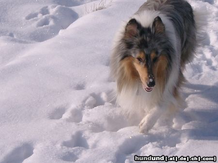 Langhaarcollie Hunde Foto 19575 in höherer Auflösung ansehen Langhaarcollie