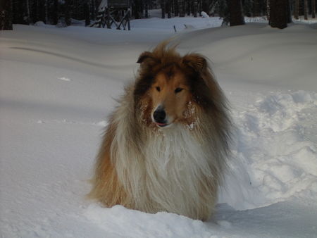 Langhaarcollie Hunde Foto 35707 in höherer Auflösung ansehen Langhaarcollie denny im schnee