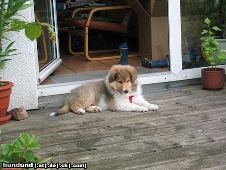 Langhaarcollie Hunde Foto 23002 in höherer Auflösung ansehen Langhaarcollie Meine 9 Wochen alte Britische Collie Hündin Cheyenne
