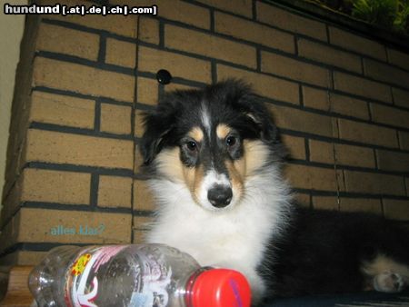 Langhaarcollie Hunde Foto 17954 in höherer Auflösung ansehen Langhaarcollie alles klar?