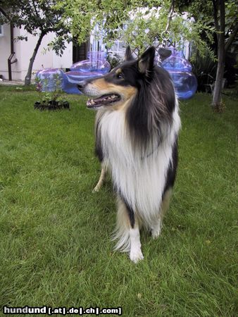 Langhaarcollie Hunde Foto 9055 Langhaarcollie
