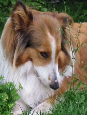 Langhaarcollie Hunde Foto 33088 in höherer Auflösung ansehen Langhaarcollie bele