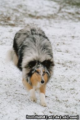 Langhaarcollie Hunde Foto 8328 Langhaarcollie Loona (Diamond Girl of Kingly Shine) mit 9 Monaten
