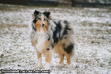 Langhaarcollie Hunde Foto 8327 Langhaarcollie Loona (Diamond Girl of Kingly Shine) mit 9 Monaten