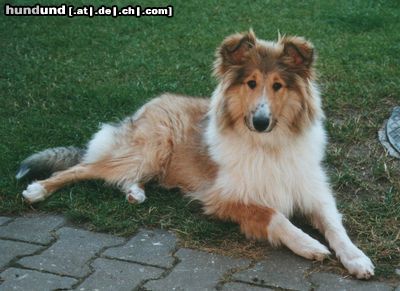 Langhaarcollie Hunde Foto 10917 Langhaarcollie Lassie mal dreckig