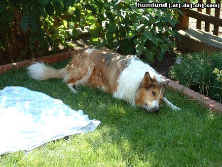 Langhaarcollie Hunde Foto 14503 Langhaarcollie Das ist Lea, wenn sie gebadet wurde.