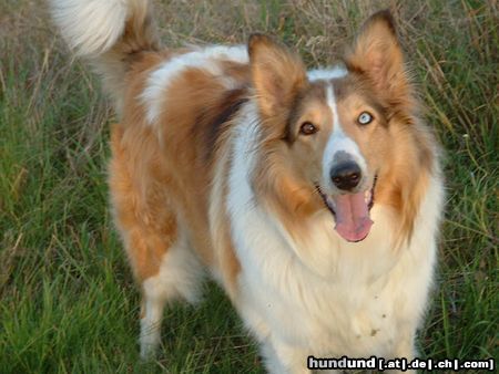 Langhaarcollie Hunde Foto 14502 Langhaarcollie Das ist Lea, wenn sie spielen möchte.