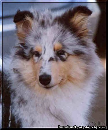 Langhaarcollie Hunde Foto 4643 Langhaarcollie Diamondgirl of Kingly Shine