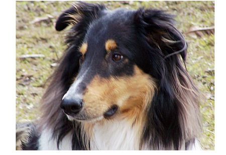 Langhaarcollie unser amerikanischer Collie Nico - 4 Jahre alt