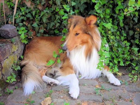 Langhaarcollie Hunde Foto 39971 Langhaarcollie Camillo